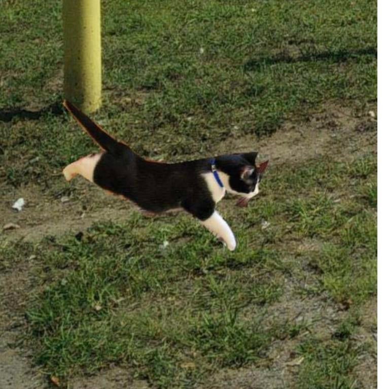 Boundary of a cat inserted into an image